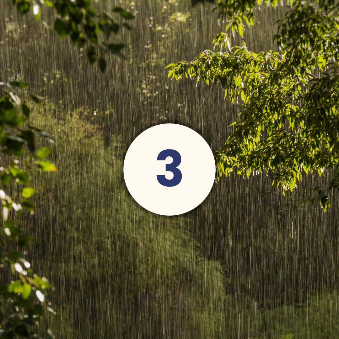 rain in the forest